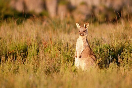 Eastern grey kangaroo, Macropus giganteus, Wilson's Promontory National Park, Victoria, Australia, Pacific
