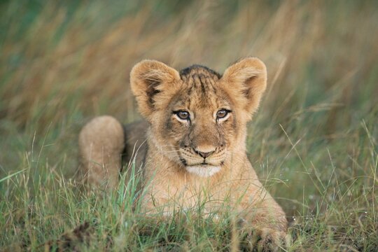 Lion cub, Panthera leo, approximately two to three months old, Kruger National Park, South Africa, Africa