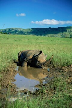 White rhinoceros (rhino), Ceratotherium simum, cooling off, Itala Game Reserve, South Africa, Africa