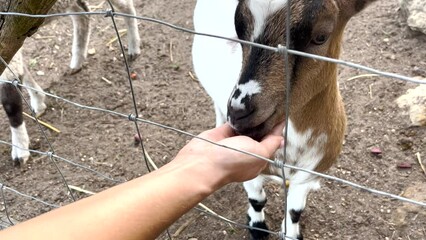 female feeds the goat with hand behind a fence in zoo on a sunny day. wild animals eats food from hand in park close up. contact zoo or wildlife enclose