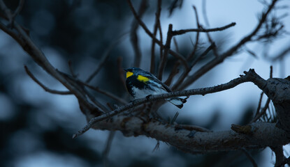 Closeup of a yellow-throated warbler perched on a barren branch - obrazy, fototapety, plakaty