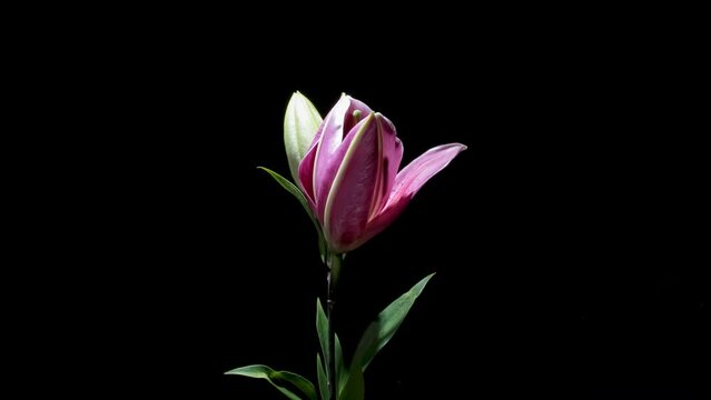 Motion time lapse of Pink Lily flower blossoming isolated on black background