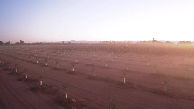 Drone flying on beautiful Almond Farm with light fog at sunrise in California