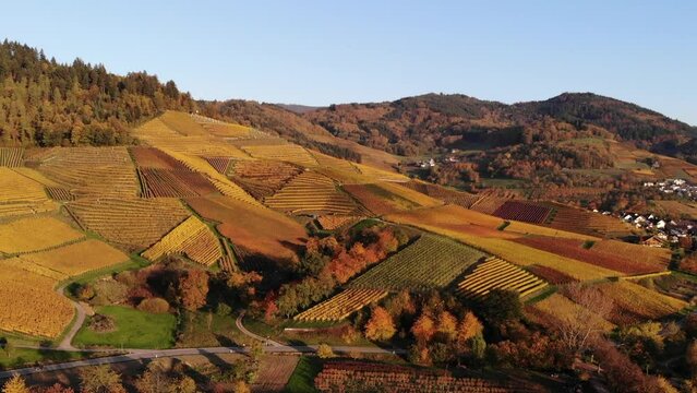 Vineyards glow in colorful autumn colors. Filmed during sunset.