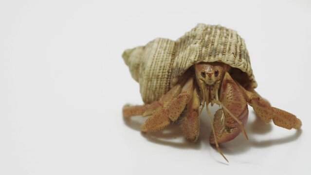 Hermit Crab leaving the stage