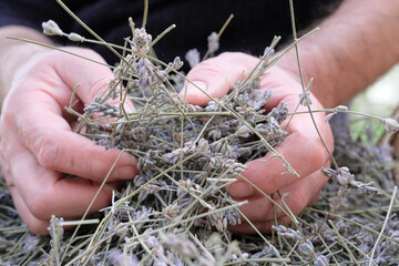 Dried lavender in the man's hands. 