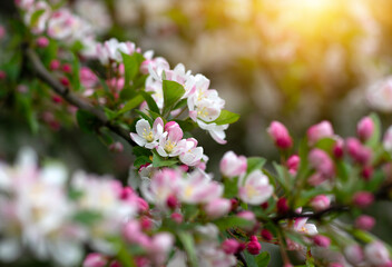 Fototapeta na wymiar Blooming apple tree in the spring