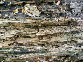 Moldy tree bark dry eaten by termites and insects old wood trunk natural texture