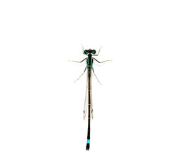 Dragonfly isolated on white