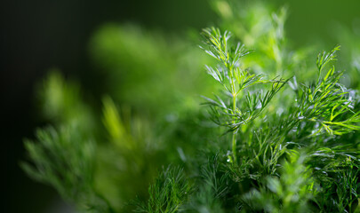 Dill aromatic fresh herbs. Bunch of fresh green dill close up, isolated on black background,...