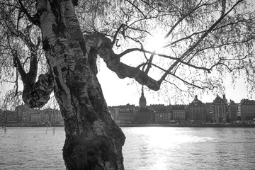 Close up of a tree by a river in the city