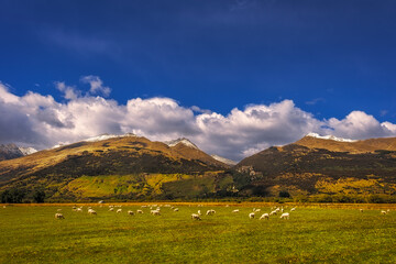 Sheep grazing in lush green fields with clouds above mountains, peaceful and idyllic