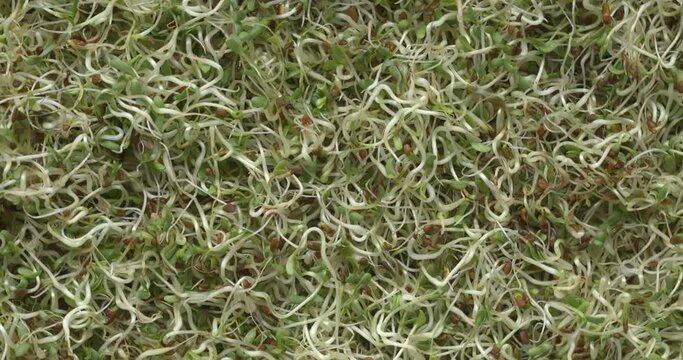 Top view of alfalfa seed sprouts as an abstract background. Healthy diet superfood and clean eating concept. Table spin.