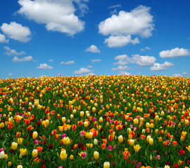 Tulips field and white clouds