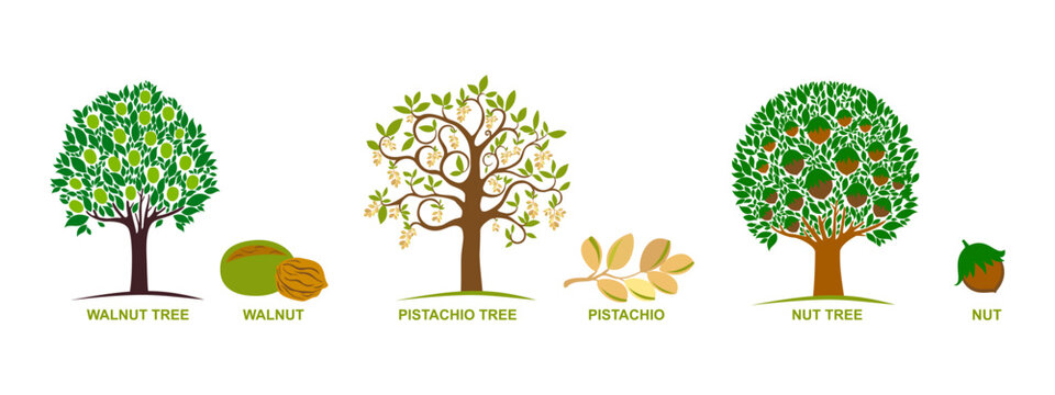 Set of edible nuts. Collection of silhouettes of trees: hazelnut, pistachio, walnut. Hand drawn botanical vector illustration.