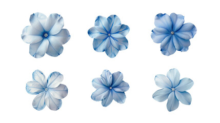 Plumbago floral collection in high-resolution 3D digital art. Isolated on transparent background, top view flat lay design elements for botanical illustrations. Natural beauty in vibrant blue blooms.