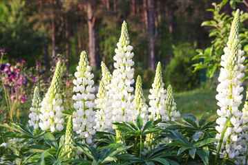 A lot of white lupines in the garden. Summer background
