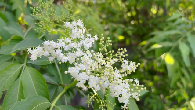 Sambucus or elderberry flowering tree in spring