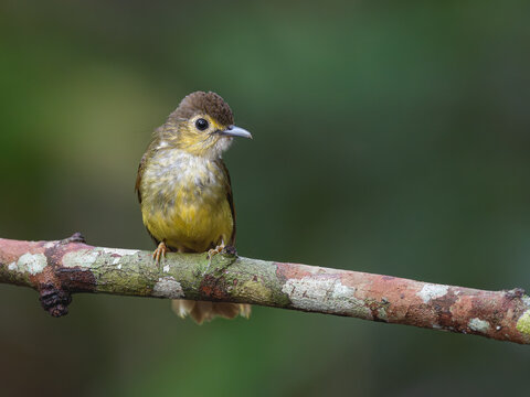 hariy backed bulbul is Small gracile bulbul with brown upperparts, dirty-yellow underparts, and surprised-looking large dark eye accentuated by yellow eyering