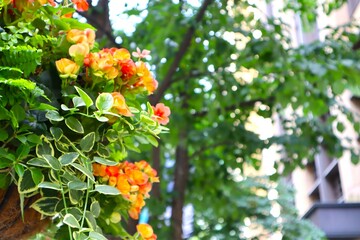 Obraz premium 黄色の花