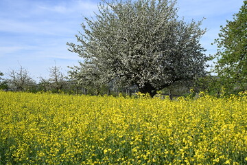 Orchard in full bloom with surrounding flowers and trees on a sunny day