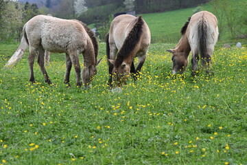 Naklejka na ściany i meble Horses peacefully grazing on lush green hillside