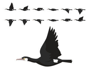 Bird Great Cormorant Flying Animation Sequence Cartoon Vector