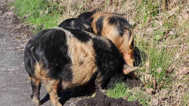 kune kune pigs eating fresh grass