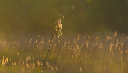 The edge of a misty lake with reed in wetland in sunlight at sunrise in springtime, Almere, Flevoland, The Netherlands, April 23, 2024