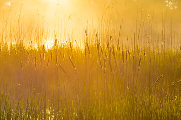 The edge of a misty lake with reed in wetland in sunlight at sunrise in springtime, Almere,...