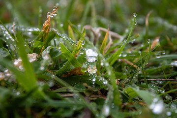 close-up of water droplets on grass, close-up of green grass, spring season , water droplets