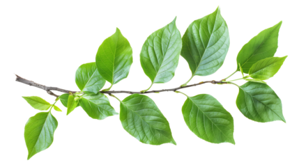 green leaf isolated on white background
