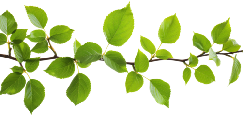 green leaf isolated on white background