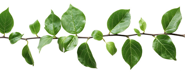 Fototapeta premium green leaf isolated on white background