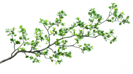 green leaf isolated on white background