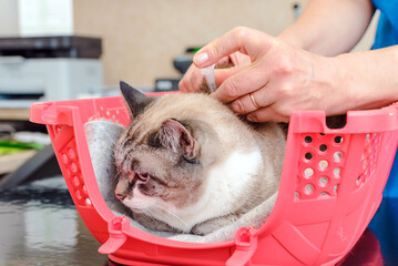A veterinarian administers a vaccination to a cat in a veterinary office.