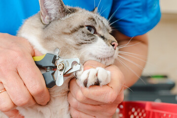 A veterinarian performs a cat's nail trimming procedure. closeup.