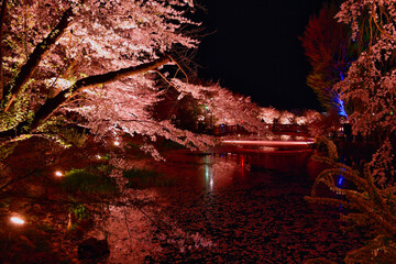 湖面に映る夜桜（臥竜公園）