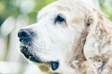 Cropped view of dog of breed golden retriever with selective focus on nose. Dog with a fir cone in its mouth. Blurred background with copy space.