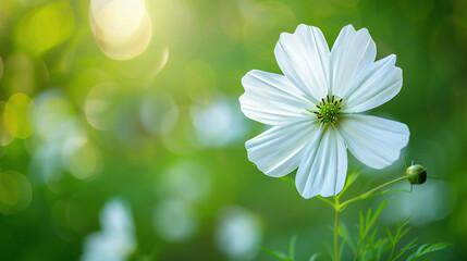 White flower with green nature background ..