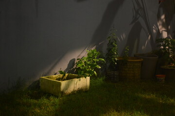 Light penetrates darkness and shines on plants