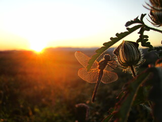The soft beauty of a red dragonfly resting on a grasshopper at sunset in Jilin, China in the summer of August 2011.