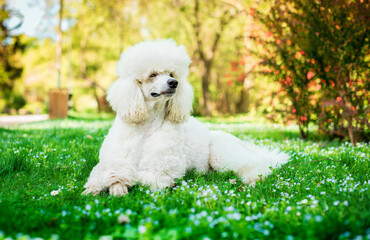 A white royal poodle is lying on the green grass on the background of the park. The dog folded its paws and raised its head up. He looks away. The photo is horizontal and blurry. - Powered by Adobe