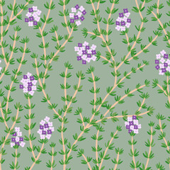 thyme plant with flowers in seamless pattern