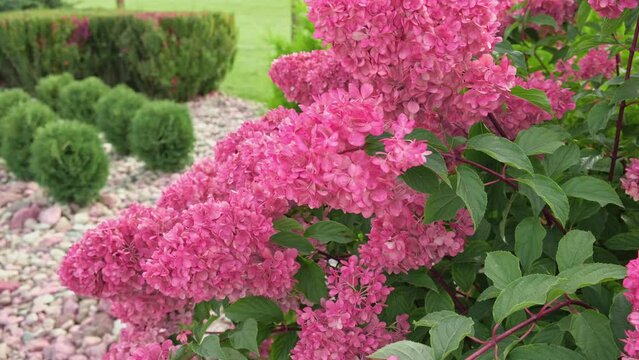 Hydrangea paniculata and conifer. Beautiful Garden path made of natural stones, gravel. Huge landscaping trend. Lawn, shrubbery in the backyard. Scenic of nice landscaped. Walkway. Green home design