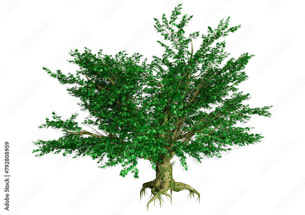 Wall mural 3d rendering maple tree on white