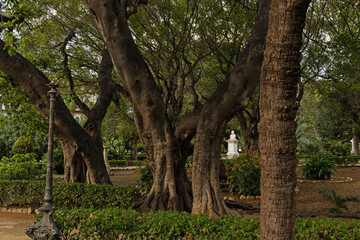 Obraz premium big trees in the Garibaldi park in Palermo