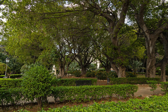 big trees in the Garibaldi park in Palermo