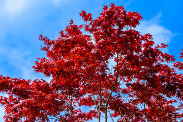 Graceful Acer Palmatum Dissectum tree with red leaves on bank of  artificial pond. Close-up. Stylized Japanese courtyard in city park "Krasnodar". Galitsky Park. Sunny day.