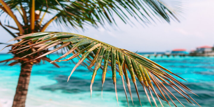 A palm tree with a leaf on it is in front of a blue ocean